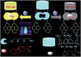 Graphical abstract: A unique fluorescence biosensor for selective detection of tryptophan and histidine