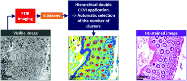 Graphical abstract: Development of a hierarchical double application of crisp cluster validity indices: a proof-of-concept study for automated FTIR spectral histology