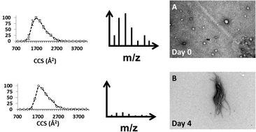 Graphical abstract: Conformational dynamics of α-synuclein: insights from mass spectrometry