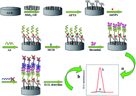 Graphical abstract: A novel sandwich electrochemiluminescence aptasensor based on molybdenum disulfide nanosheet–graphene composites and Au nanoparticles for signal amplification