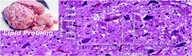 Graphical abstract: Analysis of the lipid profiles in a section of bovine brain via non-catalytic rapid methylation