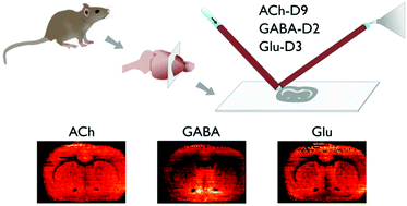 Graphical abstract: Quantitative mass spectrometry imaging of small-molecule neurotransmitters in rat brain tissue sections using nanospray desorption electrospray ionization