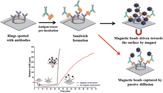 Graphical abstract: Magnetically-actuated, bead-enhanced silicon photonic immunosensor