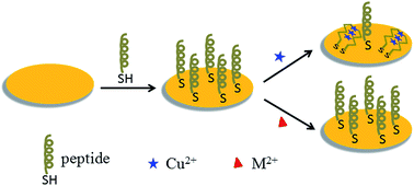 Graphical abstract: Sensitive detection of copper(ii) ions based on the conformational change of peptides by surface plasmon resonance spectroscopy