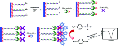 Graphical abstract: An electrochemical biosensor for the activity assay of polynucleotide kinase and inhibitor screening