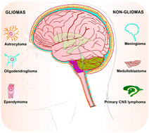 Graphical abstract: RNAi therapeutics for brain cancer: current advancements in RNAi delivery strategies