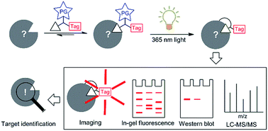 Graphical abstract: Target identification of natural products and bioactive compounds using affinity-based probes