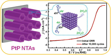 Graphical abstract: Highly stable PtP alloy nanotube arrays as a catalyst for the oxygen reduction reaction in acidic medium