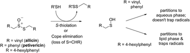 Graphical abstract: The medicinal thiosulfinates from garlic and Petiveria are not radical-trapping antioxidants in liposomes and cells, but lipophilic analogs are