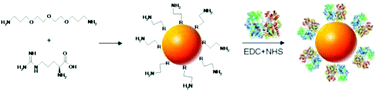 Graphical abstract: Controlling carbon nanodot fluorescence for optical biosensing