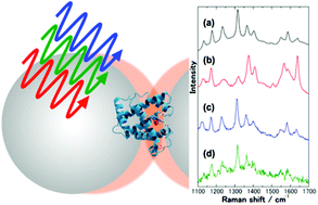 Graphical abstract: Surface-enhanced resonance Raman scattering of hemoproteins and those in complicated biological systems