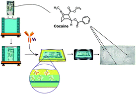 Graphical abstract: Location-specific immunodetection of cocaine on banknotes