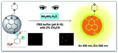 Graphical abstract: Rapid detection of hydrazine in almost wholly water solution and in living cells with a new colorimetric and fluorescent turn-on probe