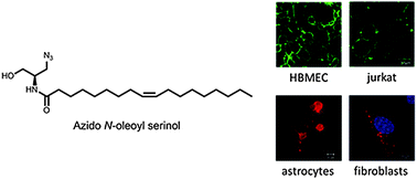 Graphical abstract: Incorporation and visualization of azido-functionalized N-oleoyl serinol in Jurkat cells, mouse brain astrocytes, 3T3 fibroblasts and human brain microvascular endothelial cells