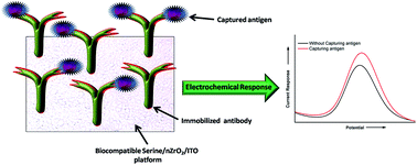 Graphical abstract: A biocompatible serine functionalized nanostructured zirconia based biosensing platform for non-invasive oral cancer detection