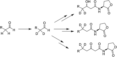 Graphical abstract: Synthesis and analysis of stable isotope-labelled N-acyl homoserine lactones