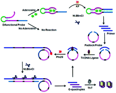 Graphical abstract: A target triggered proximity combination-based fluorescence sensing strategy for adenosine detection