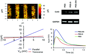 Graphical abstract: Micro- and nano-patterned conductive graphene–PEG hybrid scaffolds for cardiac tissue engineering