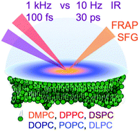 Graphical abstract: Single-component supported lipid bilayers probed using broadband nonlinear optics