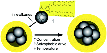 Graphical abstract: The aggregation of an alkyl–C60 derivative as a function of concentration, temperature and solvent type