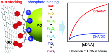 Graphical abstract: Janus DNA orthogonal adsorption of graphene oxide and metal oxide nanoparticles enabling stable sensing in serum