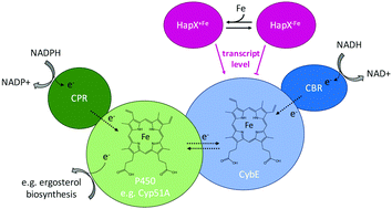 Graphical abstract: The cytochrome b5 CybE is regulated by iron availability and is crucial for azole resistance in A. fumigatus