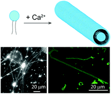 Graphical abstract: Calcium ion-assisted lipid tubule formation