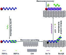 Graphical abstract: Molecular mechanism of helicase on graphene-based hybridization reaction platform for microRNA detection