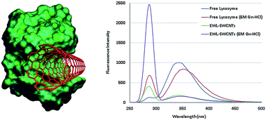 Graphical abstract: Activity and stability analysis of covalent conjugated lysozyme-single walled carbon nanotubes: potential biomedical and industrial applications