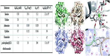 Graphical abstract: Thermodynamics, functional and structural characterization of inosine–uridine nucleoside hydrolase from Leishmania braziliensis