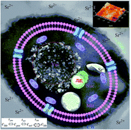 Graphical abstract: Contribution of surface functional groups and interface interaction to biosorption of strontium ions by Saccharomyces cerevisiae under culture conditions