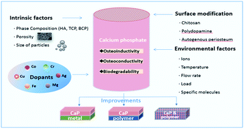 Graphical abstract: Biological properties of calcium phosphate biomaterials for bone repair: a review