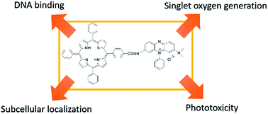 Graphical abstract: Methylene violet 3RAX-conjugated porphyrin for photodynamic therapy: synthesis, DNA photocleavage, and cell study