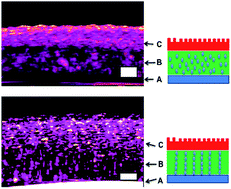 Graphical abstract: Anisotropic swelling wound dressings with vertically aligned water absorptive particles