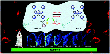 Graphical abstract: Imaging and evaluation of sulfane sulfur in acute brain ischemia using a mitochondria-targeted near-infrared fluorescent probe