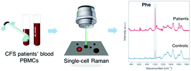 Graphical abstract: A new approach to find biomarkers in chronic fatigue syndrome/myalgic encephalomyelitis (CFS/ME) by single-cell Raman micro-spectroscopy