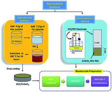 Graphical abstract: Label free electrochemical detection of cardiac biomarker troponin T using ZnSnO3 perovskite nanomaterials