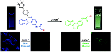 Graphical abstract: ESIPT-based ratiometric fluorescence probe for the intracellular imaging of peroxynitrite