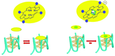 Graphical abstract: G-Quadruplex binding optimization by gold(iii) insertion into the center of a porphyrin