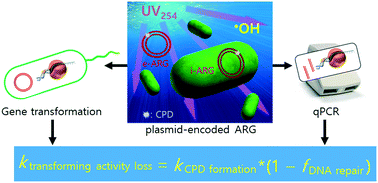 Graphical abstract: Elimination of transforming activity and gene degradation during UV and UV/H2O2 treatment of plasmid-encoded antibiotic resistance genes