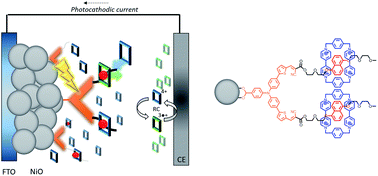 Graphical abstract: p-Type dye-sensitized solar cells based on pseudorotaxane mediated charge-transfer