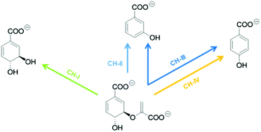 Graphical abstract: Chorismatases – the family is growing