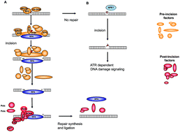 Graphical abstract: Solar UV damage to cellular DNA: from mechanisms to biological effects