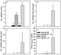 Graphical abstract: Elevated air humidity increases UV mediated leaf and DNA damage in pea (Pisum sativum) due to reduced flavonoid content and antioxidant power