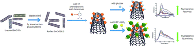 Graphical abstract: Phenylboronic acid derivative-modified (6,5) single-wall carbon nanotube probes for detecting glucose and hydrogen peroxide