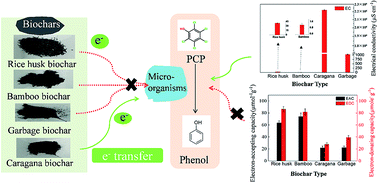 Graphical abstract: Characterization of biochars derived from different materials and their effects on microbial dechlorination of pentachlorophenol in a consortium