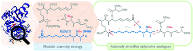 Graphical abstract: Total synthesis and biological evaluation of simplified aplyronine analogues as synthetically tractable anticancer agents