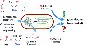 Graphical abstract: Perspectives of genetically engineered microbes for groundwater bioremediation