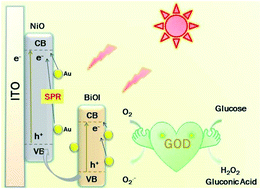 Graphical abstract: Preparation and characterization of 0D Au NPs@3D BiOI nanoflower/2D NiO nanosheet array heterostructures and their application as a self-powered photoelectrochemical biosensing platform