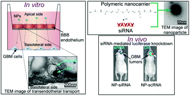 Graphical abstract: Engineered nanoparticles for systemic siRNA delivery to malignant brain tumours